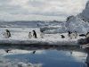 Penguins floating on pack ice. Image - Kerry Barton