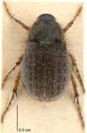 Brown scarab beetle