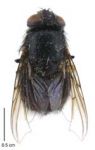 Adult blowfly