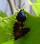 Male and female moths. Photo by Steve Edge