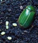 Large green scarab with eggs
