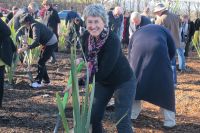 Sue Scheele helping establish a pā harakeke.