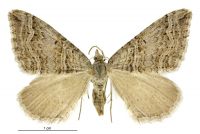Xanthorhoe orophyla (female). Geometridae: Larentiinae. 