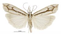 Orocrambus ramosellus (female). Crambidae: Crambinae. Endemic