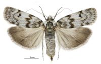 Tawhitia glaucophanes (female). Crambidae: Crambinae. Endemic