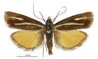 Orocrambus heliotes (male). Crambidae: Crambinae. Endemic