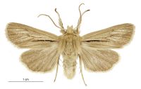 Tmetolophota acontistis (male). Noctuidae: Noctuinae. 