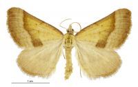 Anachloris subochraria (male). Geometridae: Larentiinae. 
