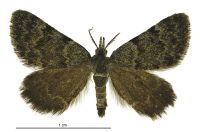 Dichromodes cynica (male). Geometridae: Oenochrominae s. lat.. 