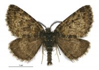 Aponotoreas orphnaea (male). Geometridae: Larentiinae. 