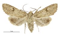 Meterana pansicolor (female). Noctuidae: Noctuinae. 