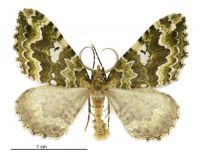 Asaphodes beata (male). Geometridae: Larentiinae. 