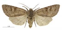 Graphania chryserythra (female). Noctuidae: Noctuinae. 