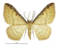 Epiphryne undosata (male). Geometridae: Larentiinae. 