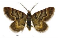 Arctesthes siris (male). Geometridae: Larentiinae. 