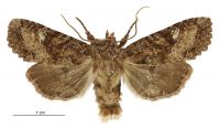 Meterana praesignis (male). Noctuidae: Noctuinae. 