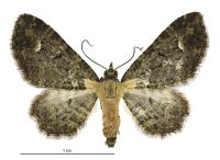 Pasiphila testulata (female). Geometridae: Larentiinae. 