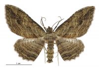 Austrocidaria anguligera (male). Geometridae: Larentiinae. 