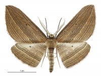 Epiphryne verriculata (male). Geometridae: Larentiinae. 