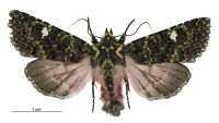 Meterana meyricci (male). Noctuidae: Noctuinae. 