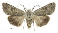 Aletia s.l. cuneata (female). Noctuidae: Noctuinae. 