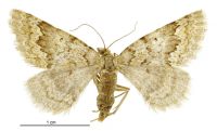 Asaphodes cosmodora (female). Geometridae: Larentiinae. 