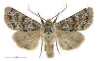 Aletia s.l. falsidica falsidica (male). Noctuidae: Noctuinae. 