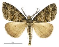 Pseudocoremia monacha (male). Geometridae: Ennominae. 