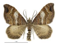 Homodotis megaspilata (male). Geometridae: Larentiinae. 