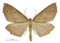 Xyridacma veronicae (male). Geometridae: Oenochrominae s. lat.. 