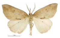Pseudocoremia lutea (male). Geometridae: Ennominae. 