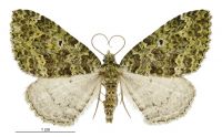Austrocidaria callichlora (female). Geometridae: Larentiinae. 