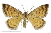 Asaphodes abrogata (female). Geometridae: Larentiinae. 