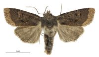 Meterana tartarea (male). Noctuidae: Noctuinae. 