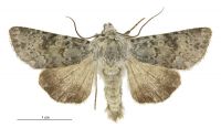 Aletia s.l. cuneata (male). Noctuidae: Noctuinae. 