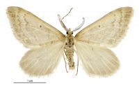 Asaphodes nephelias (male). Geometridae: Larentiinae. 