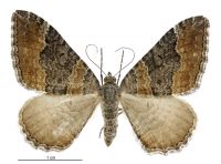 Hydriomena deltoidata (female). Geometridae: Larentiinae. 
