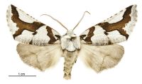 Declana egregia (female). Geometridae: Ennominae. 