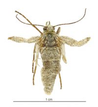 Aponotoreas villosa (female). Geometridae: Larentiinae. 