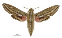 Hippotion celerio (female). Sphingidae: Macroglossinae. Irregular migrant to New Zealand