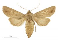 Graphania pagaia (female). Noctuidae: Noctuinae. Subantarctic Islands only