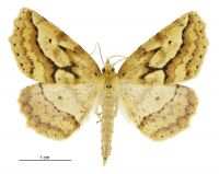 Ischalis variabilis (male). Geometridae: Ennominae. 