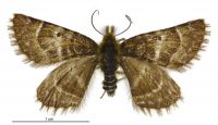 Dasyuris pluviata (male). Geometridae: Larentiinae. 