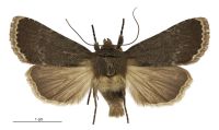 Bityla sericea (female). Noctuidae: Amphipyrinae. 
