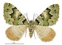 Asaphodes adonis (female). Geometridae: Larentiinae. 
