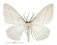 Orthoclydon praefectata (male). Geometridae: Larentiinae. 