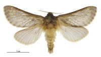 Cladoxycanus minos (male). Hepialidae: . 
