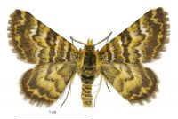 Notoreas casanova (male). Geometridae: Larentiinae. 