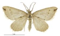 Xanthorhoe orophylloides (male). Geometridae: Larentiinae. Subantarctic Islands only