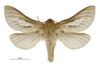 Heloxycanus patricki (male). Hepialidae: . 
